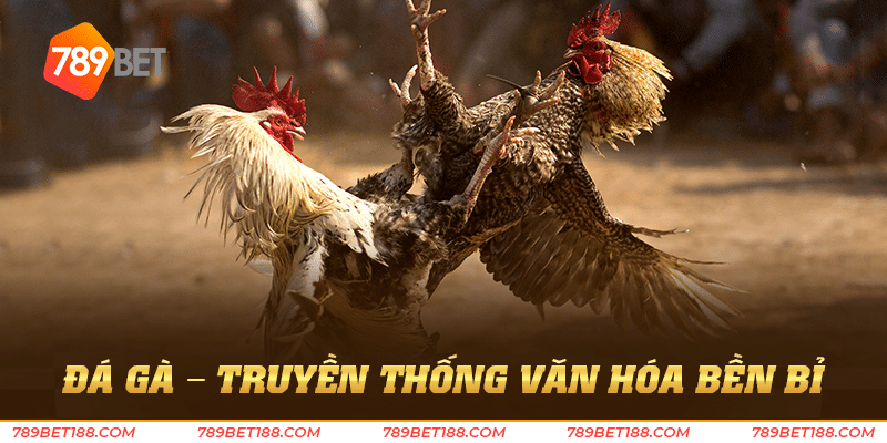 Đá gà - Truyền thống văn hóa bền bỉ