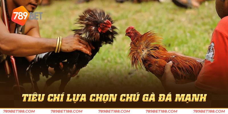 Tiêu chí lựa chọn chú gà đá mạnh