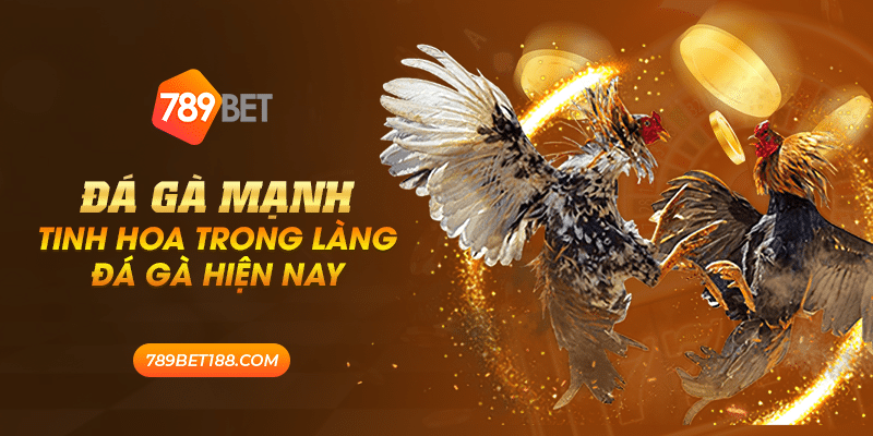 42 da ga manh tinh hoa trong lang da ga hien nay