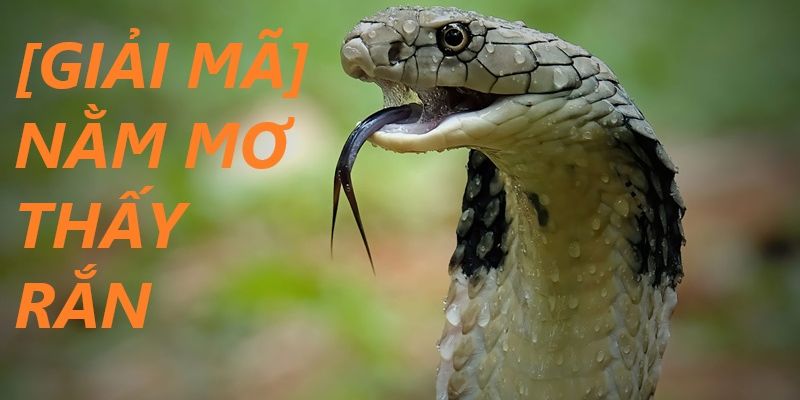 Ý nghĩa giấc mơ thấy rắn một cách chi tiết