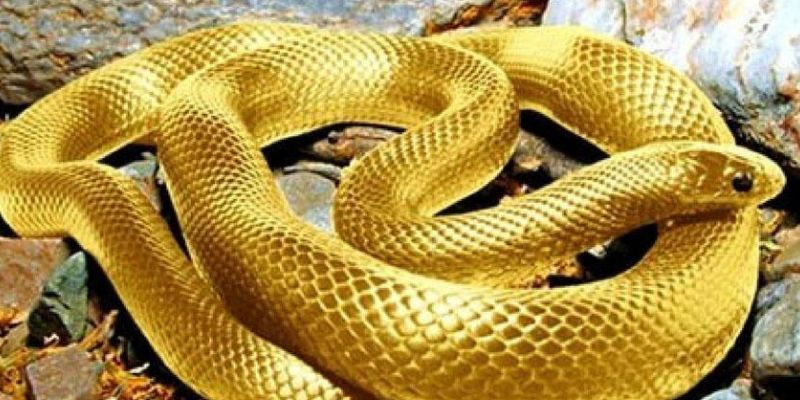 Người chơi trúng số thấy rắn