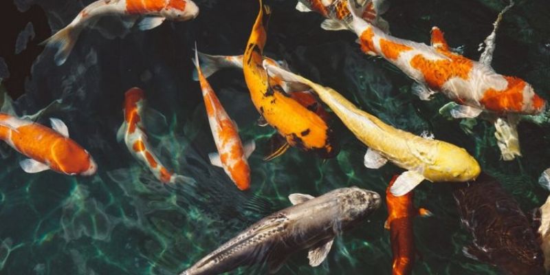 Cách luận giải giấc mơ nằm mơ thấy cá chuẩn xác