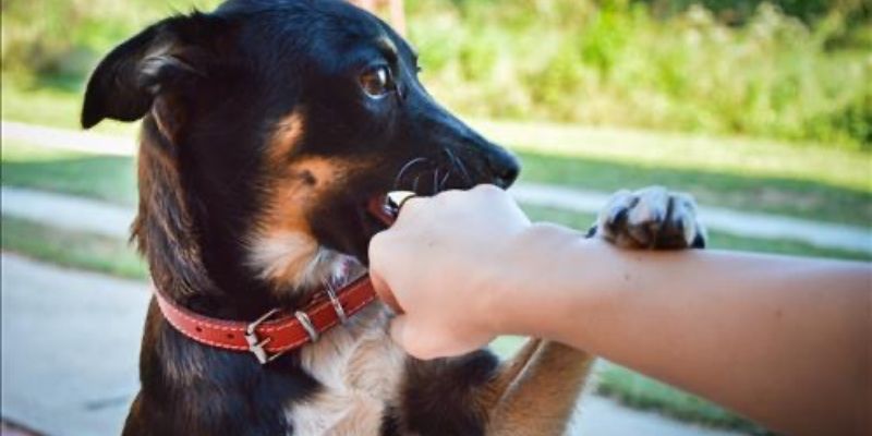 Ý nghĩa giấc mơ thấy chó cắn theo quan niệm dân gian