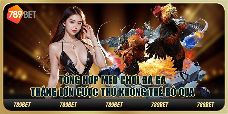 Tổng hợp mẹo chơi đá gà thắng lớn cược thủ không thể bỏ qua