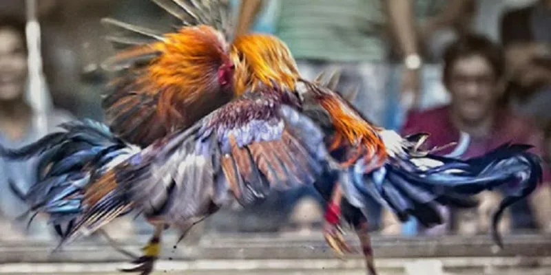 Tổng hợp một vài thông tin về cá cược đá gà cựa dao 