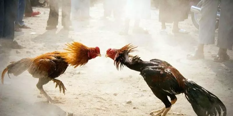 Cách chơi đá gà để thắng lớn từ các cao thủ