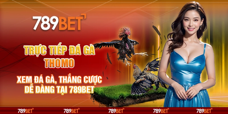 Trực tiếp đá gà Thomo - Xem đá gà, thắng cược dễ dàng tại 789Bet