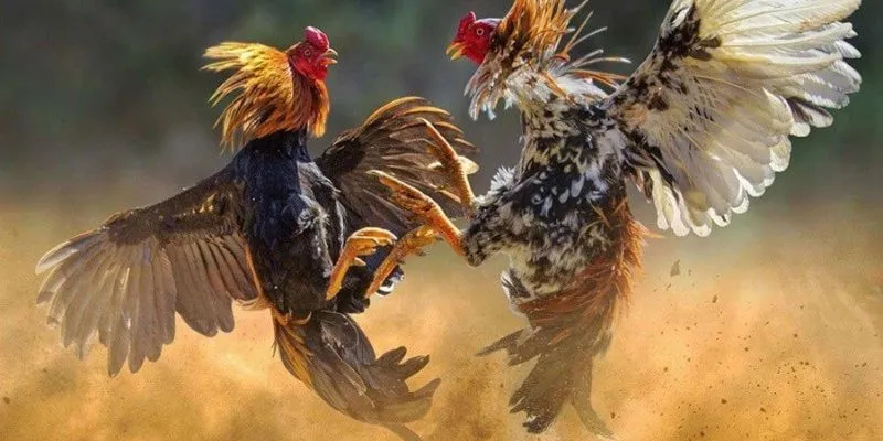 Khám phá mẹo cược hiệu quả trong đá gà cựa sắt