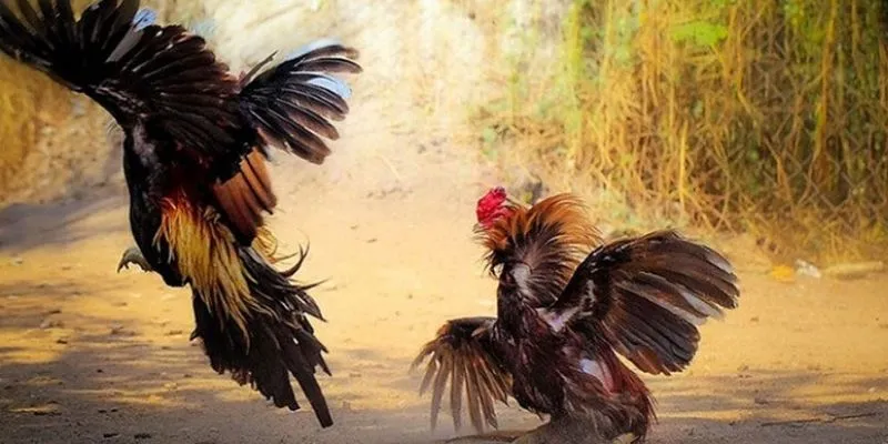 Tổng quan về cá cược trực tiếp đá gà thomo 
