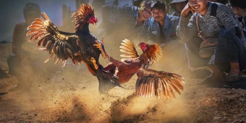 Mẹo cá cược đá gà công nghệ cao hiệu quả 