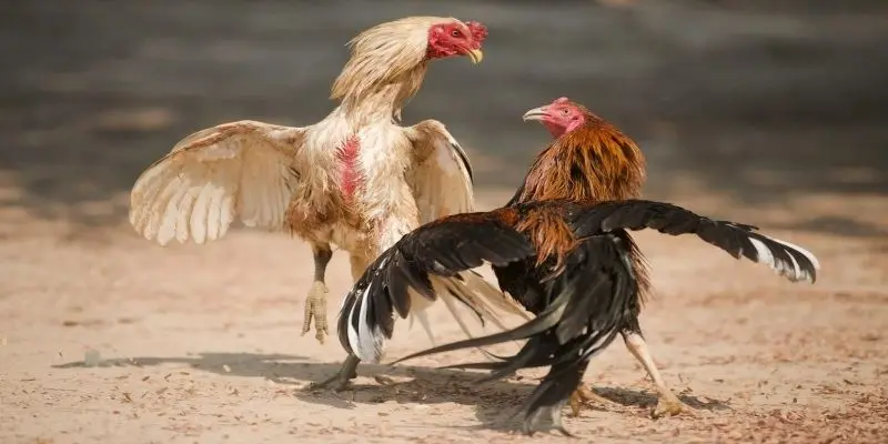 3 chiến thuật cực hay khi tham gia chơi đá gà tre