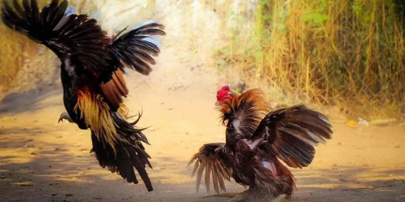 Tìm hiểu luật lệ cơ bản trong đá gà Malay
