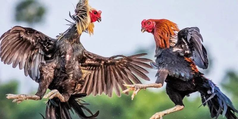 Phân biệt giữa cá cược đá gà trực tiếp và truyền thống