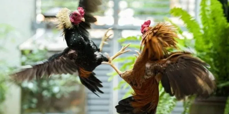 Tổng hợp các loại kèo cược đá gà trực tiếp