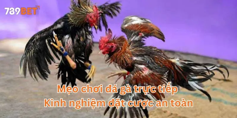 Mẹo chơi đá gà trực tiếp - Kinh nghiệm đặt cược an toàn