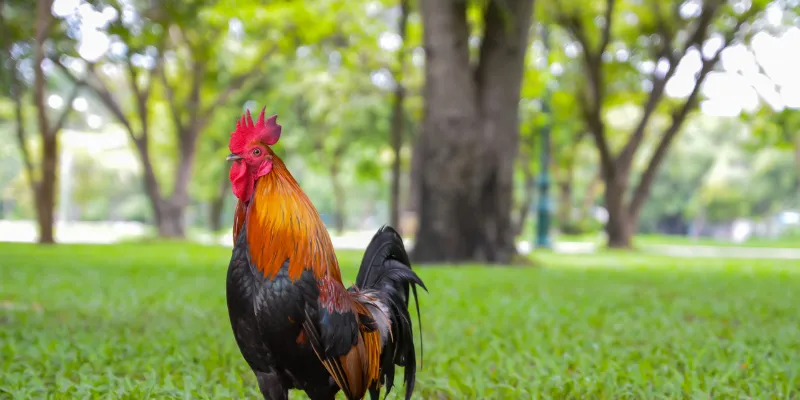 Tính cạnh tranh cao trong từng trận đá gà trực tiếp thomo