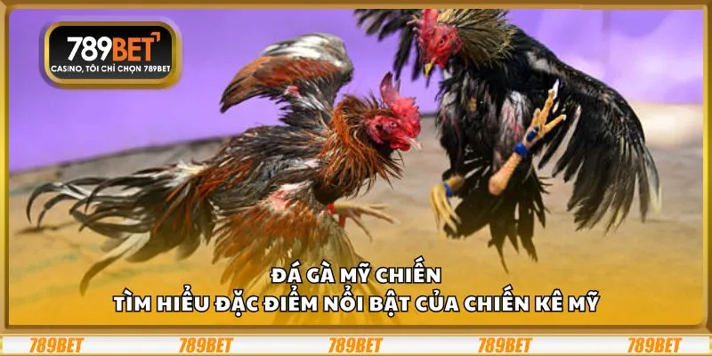 Đá Gà Mỹ Chiến: Tìm hiểu đặc điểm nổi bật của chiến kê Mỹ