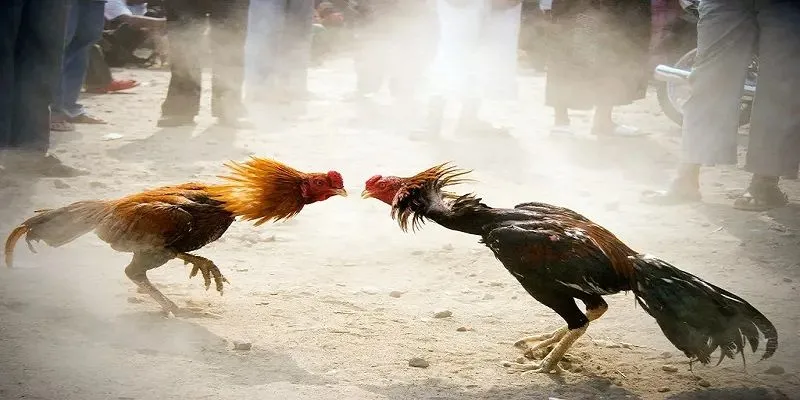Hiểu rõ các loại cược đá gà 