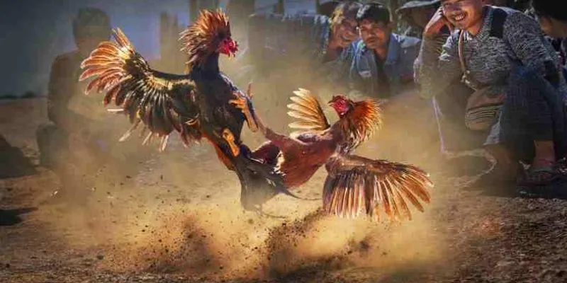 Cách đọc bảng tỷ lệ kèo đá gà 