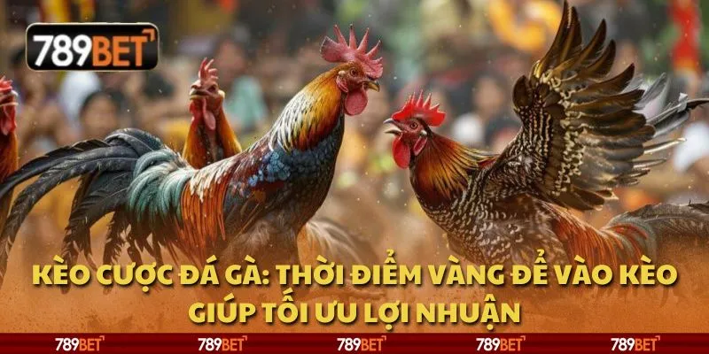 Kèo cược đá gà: Thời điểm vàng để vào kèo giúp tối ưu lợi nhuận