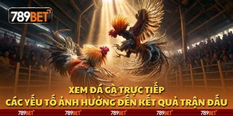 Xem đá gà trực tiếp: Các yếu tố ảnh hưởng đến kết quả trận đấu