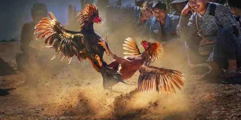 Bí kíp để xem đá gà trực tiếp tăng cơ hội thắng lớn 